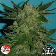 Jordan Of The Islands Seeds Ambrosia